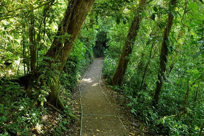 Monteverde Cloud Forest Reserve Guided Walk
