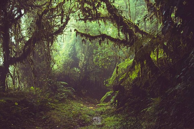 Monteverde Cloud Forest Tour