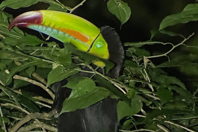 Monteverde Tropical Forest Night Tour - Tour Overview