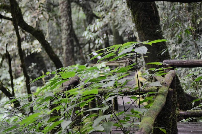 Mount Doi Inthanon Hiking & Bird Watching