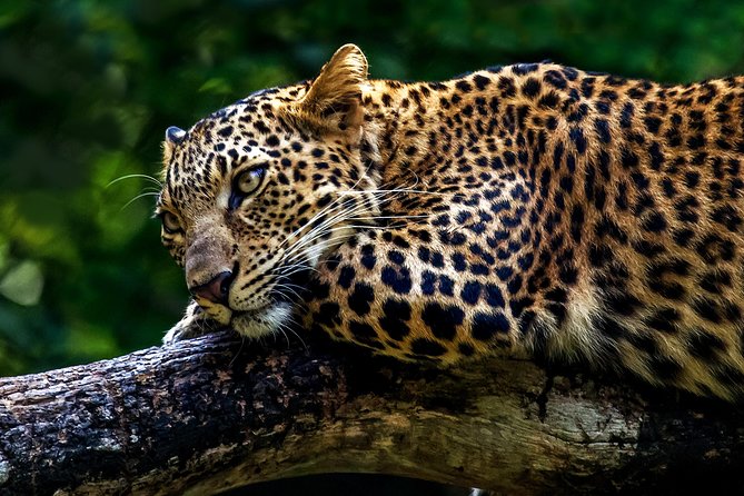 Mudumalai Wildlife Heaven From Bangalore - Explore Bangalore Palace