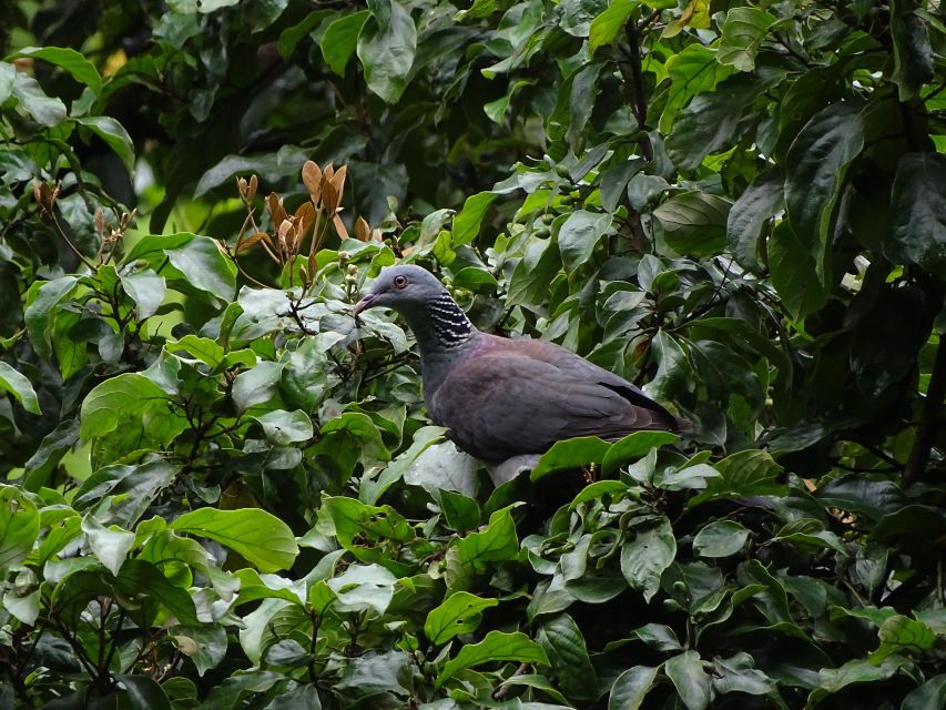 Munnar Birding and Bird Photography Trip