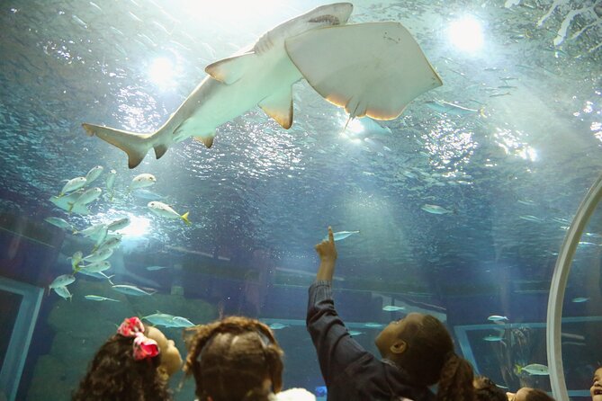 Museum of Tomorrow, Aquario & Olympic Boulevard in Rio De Janeiro - Pricing and Booking