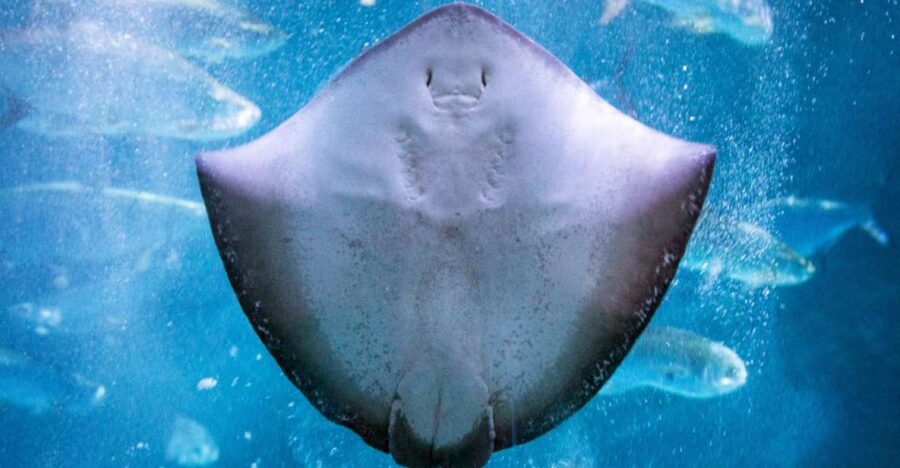 New Orleans: Audubon Aquarium & Insectarium Ticket - Ticket Pricing and Availability