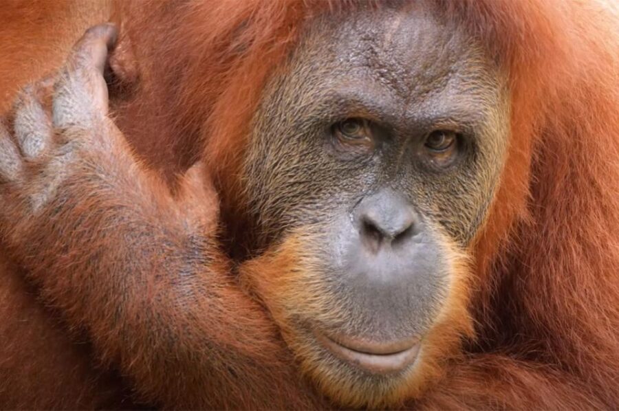 New Orleans: Audubon Zoo Ticket and Combination Option - Ticket Pricing and Options