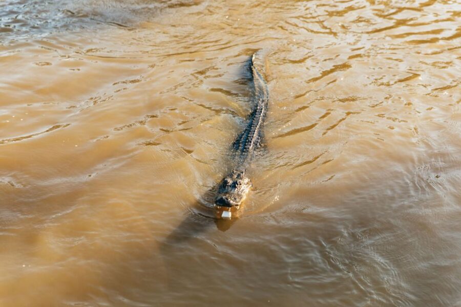New Orleans: Guided Swamp Cruise by Tour Boat