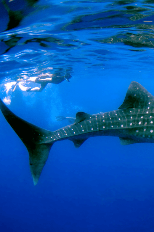 New Whale Shark Encounter Experience in Cancun !!