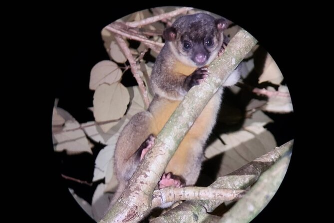 Night Walking Tour in Monteverde Wildlife Refuge