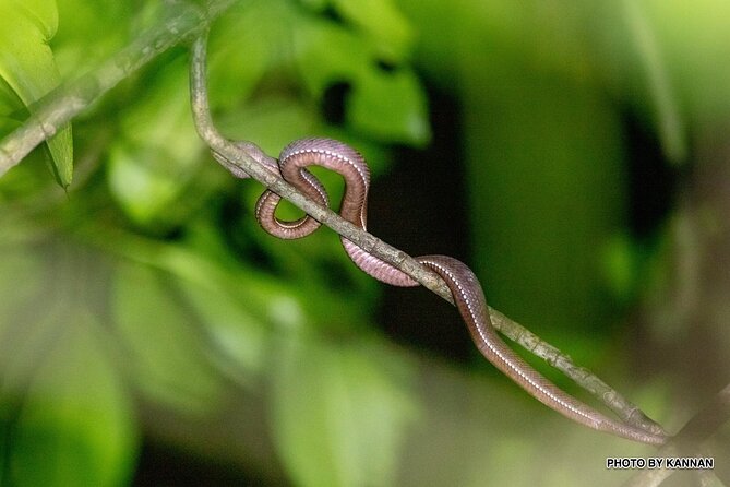 Nocturnal Secrets: A Mangrove Adventure