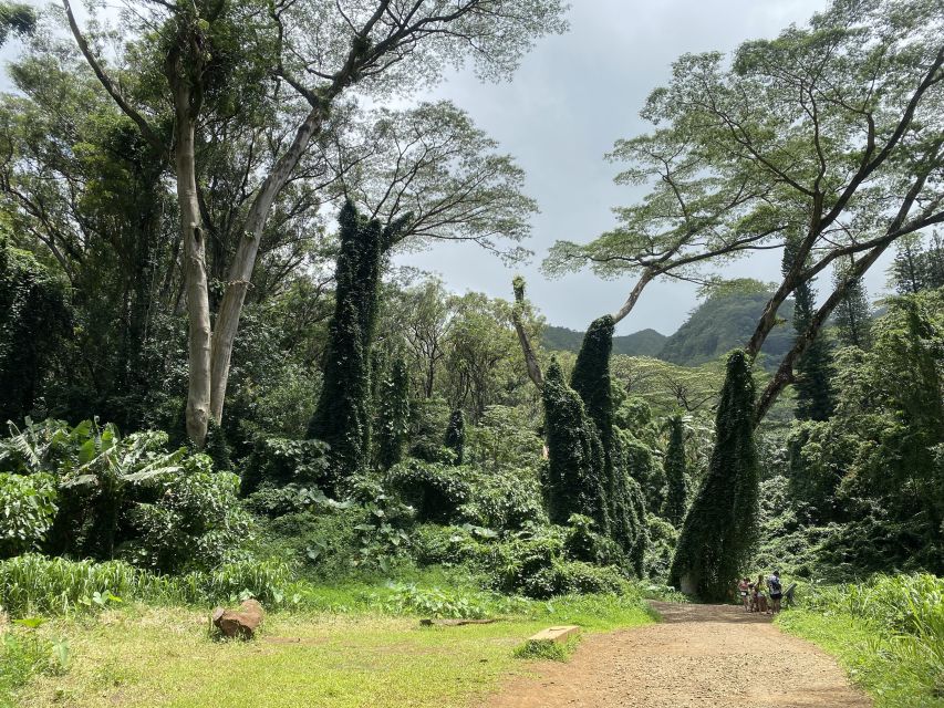 Oahu: Mānoa Falls Trail Hiking Shuttle
