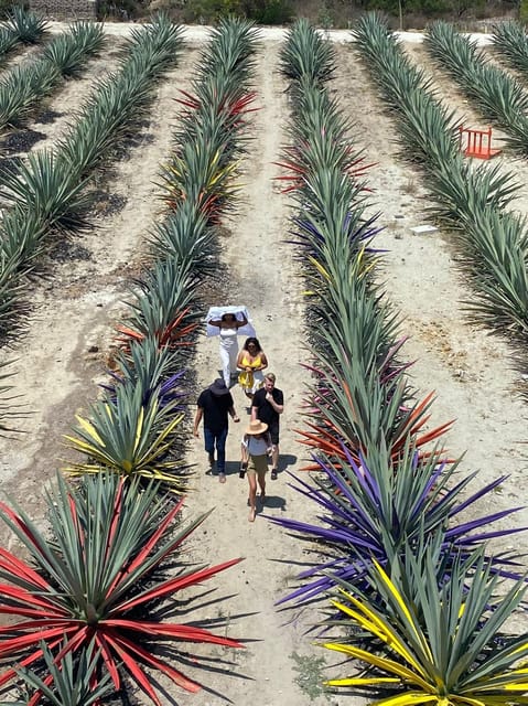 Oaxac: An Authentic Mezcal Journey