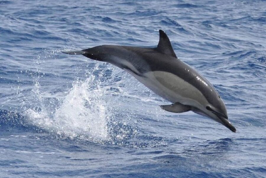 Observation of Whales and Dolphins in the Peak