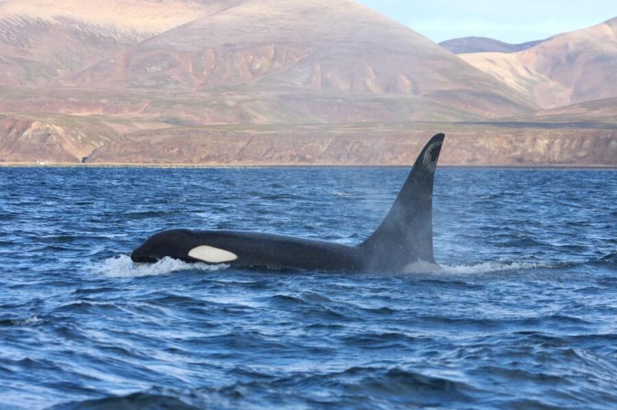 2 Best Safari Tours In La Ventana