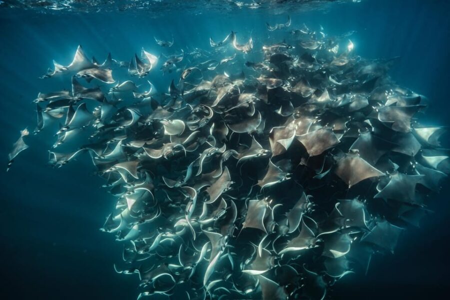 Ocean Safari: Mobulas, Dolphins, Orcas, Whale Watching &More