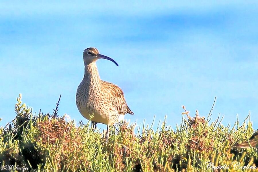 Olhão: 3 Islands Guided Sightseeing Tour With Lunch - Tour Overview and Details