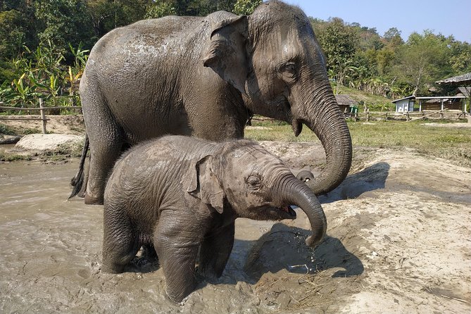 One Day Hiking and Elephant Experience by Chiang Mai Elephant Home