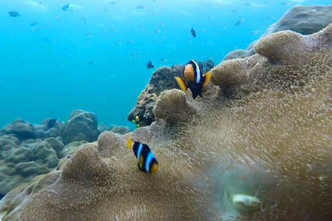 One Day Tour to Koh Rok & Koh Haa by Tin Adventure Sea Tour From Koh Lanta - Itinerary and Duration