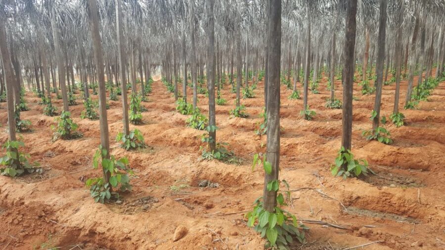 One Day Trip to Pepper Farm, Chhngok Temple and Salt Field