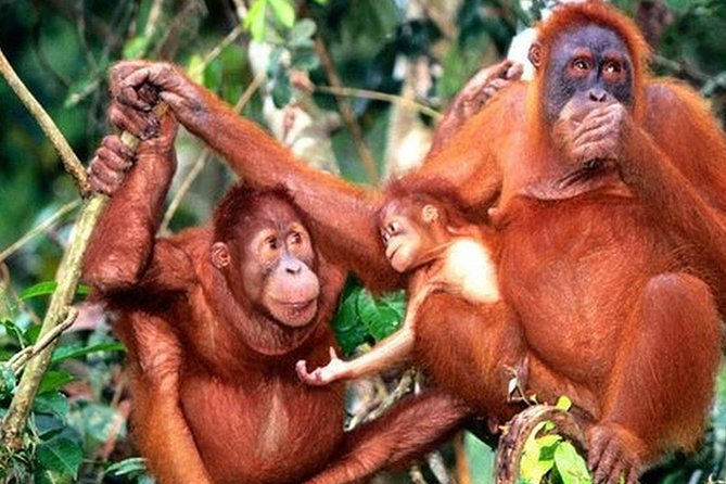 Orang Utan Island Day Tour