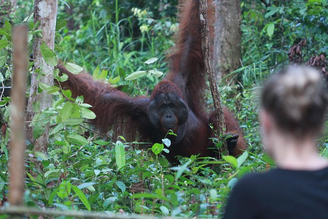 Orangutan Safari Kelotok Houseboat 3 Days 2 Nights Private