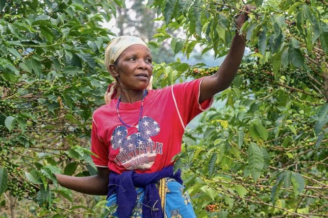Original Historic Coffee Farm Guided Tour With Transfer - Inclusions and Logistics