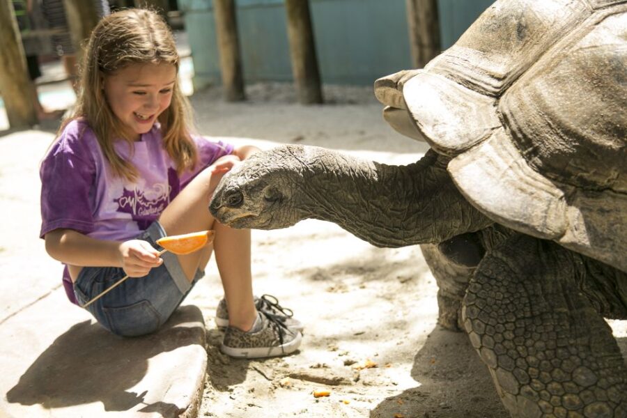 Gatorland Power Traveller