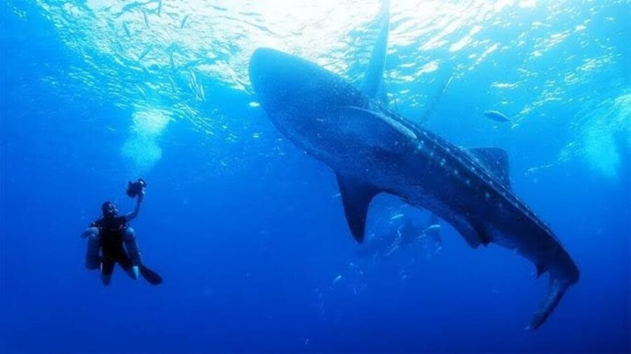 Oslob Cebu: Whaleshark Scuba Diving & Sumilon Sanctuary
