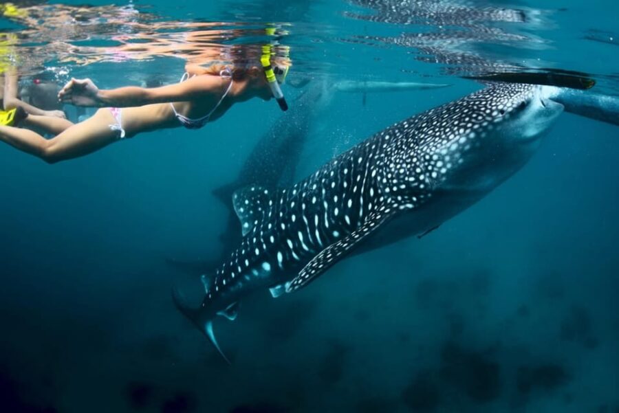 Oslob Cebu Whaleshark + Tumalog Waterfalls, From Cebu