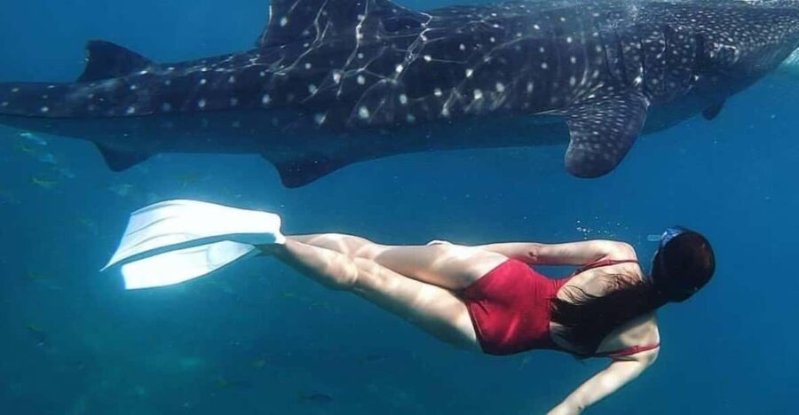 Oslob Cebu Whaleshark Watching Adventure