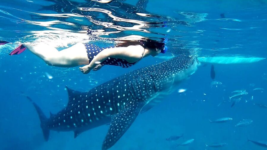 20 Best Whale Watching Experiences In Oslob