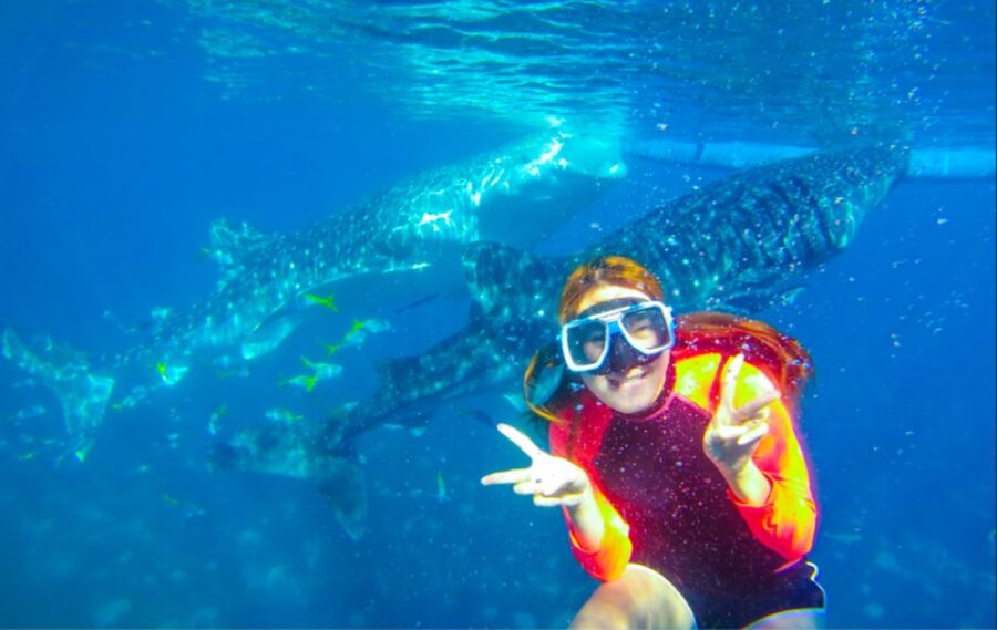 Oslob: Sumilon Sand Bar, Whale Sharks & Sardines Snorkeling - Experience Highlights