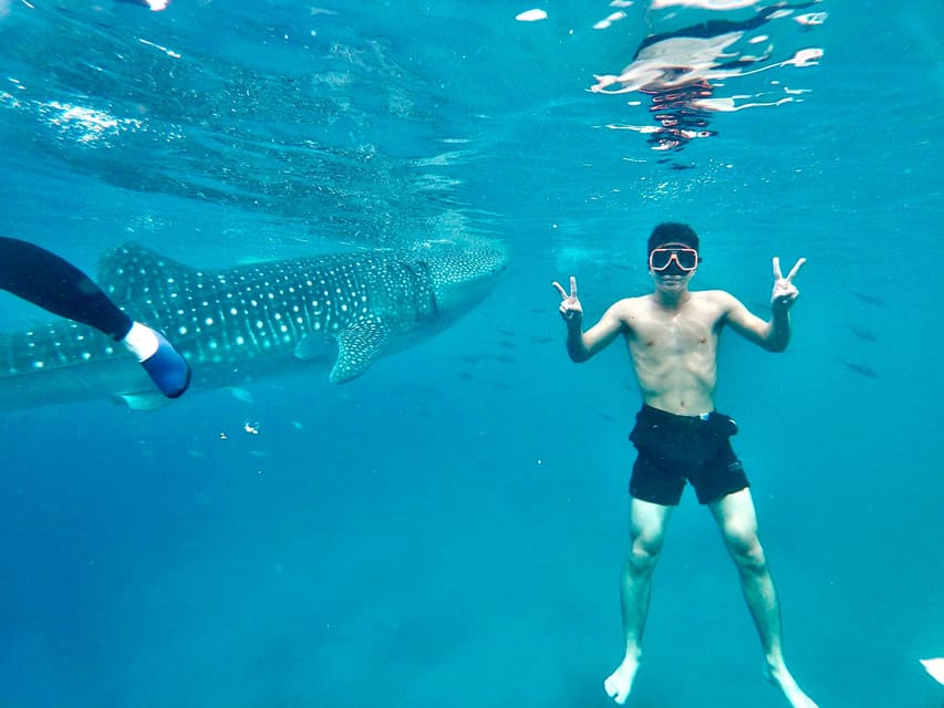 Oslob Whale Shark Direct