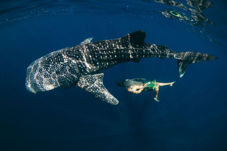 Oslob Whale Shark Encounter With Kawasan Canyoonering