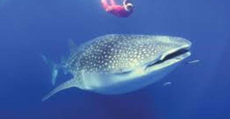 Oslob: Whale Shark Swimming, Tumalog Falls, Sumilon Sandbar