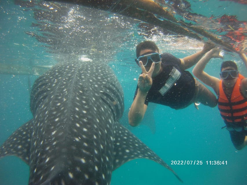 Oslob: Whale Shark Watching and Tumalog Falls Tour