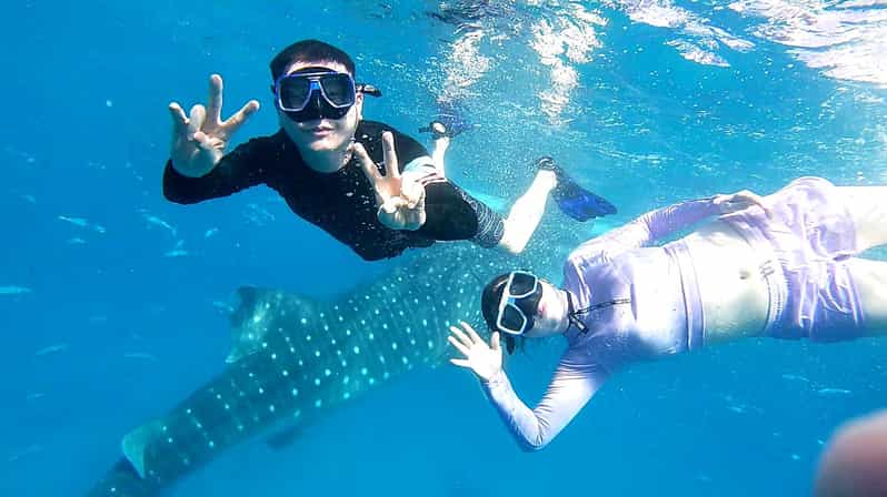 Oslob: Whale Shark Watching Experience