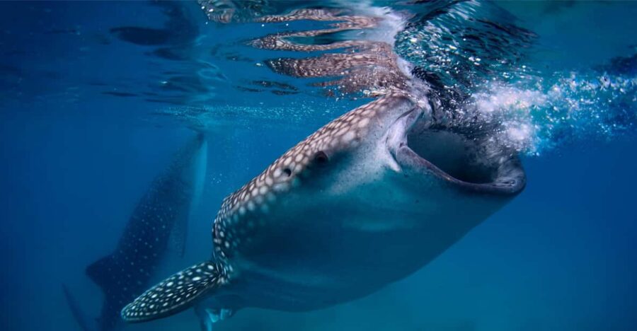 Oslob: Whale Sharks, Tumalog Falls, & Monkey Sanctuary Tour
