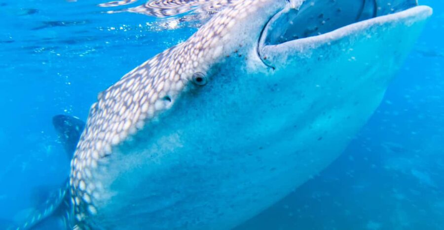Oslob Whaleshark & Kawasan Falls Tour