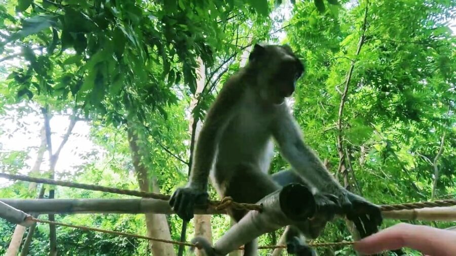 Oslob: Whaleshark Watching, Sumilon Island & Monkey Viewing