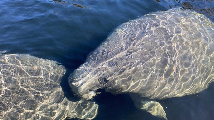 Osprey: Guided Dolphin and Manatee SUP or Kayaking Tour