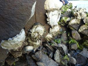 Oyster Shack - Property Overview