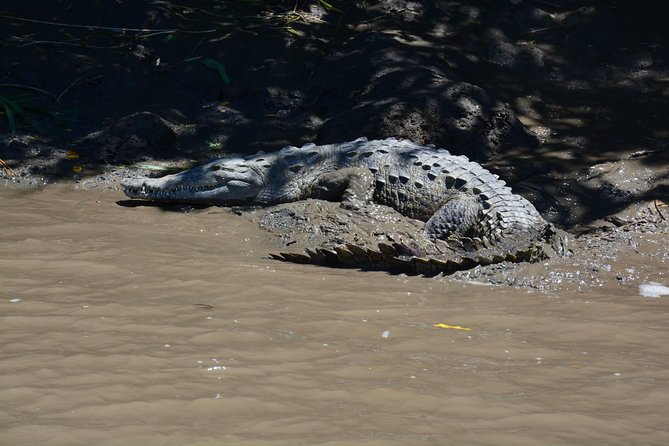 Palo Verde Boat Tour From Playa Flamingo