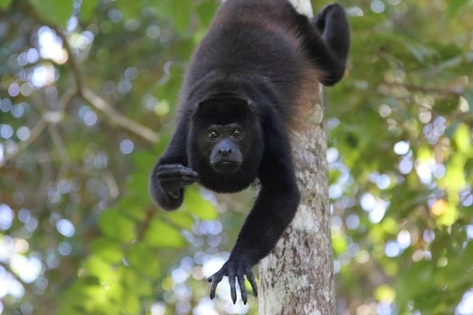 Palo Verde Wildlife Tour From Tamarindo - Diverse Ecosystems