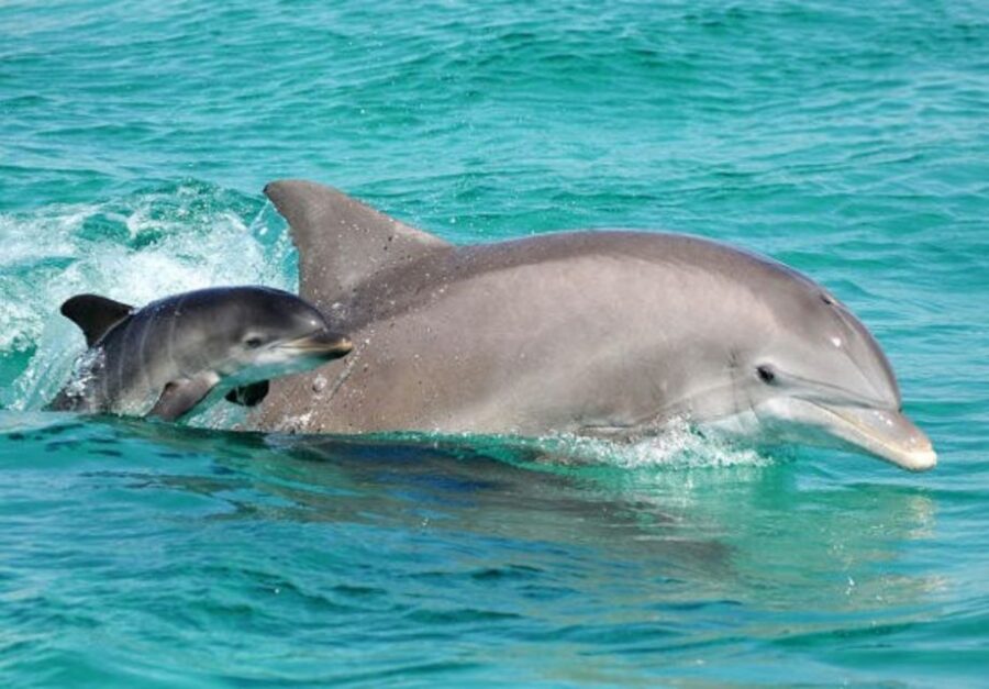 Panama City Beach: Dolphin Watching Trip by Catamaran