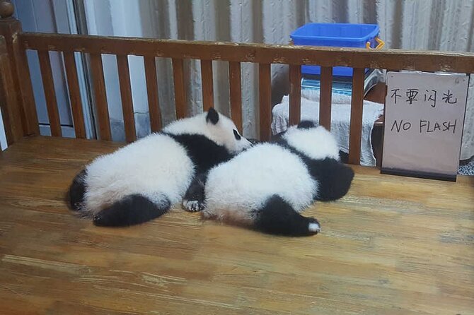 Panda and Cultural Chengdu 1 Day Tour