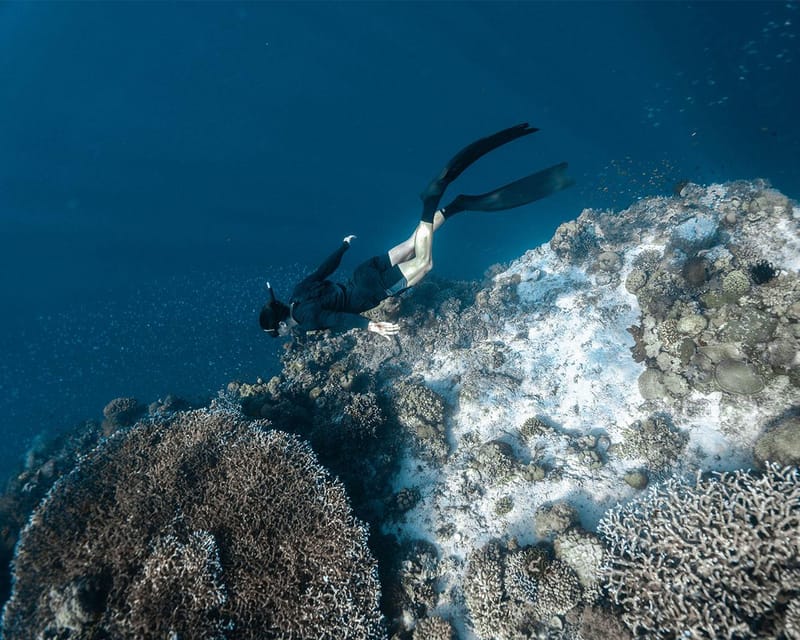 2 Best Dolphin Watching Tours In Balicasag Island