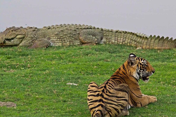 Panna Tiger Reserve Tour From Khajuraho