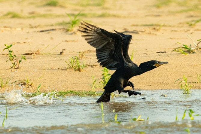 Paraguay River Nature and Wildlife Boat Tour From Asunción - Meeting and Logistics