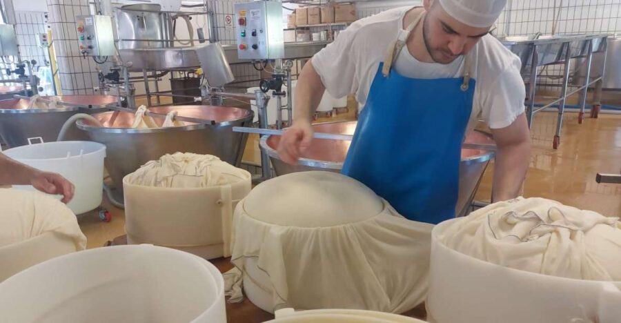 PARMIGIANO DOP DAIRY FARM VISIT AND TASTING NEAR BOLOGNA