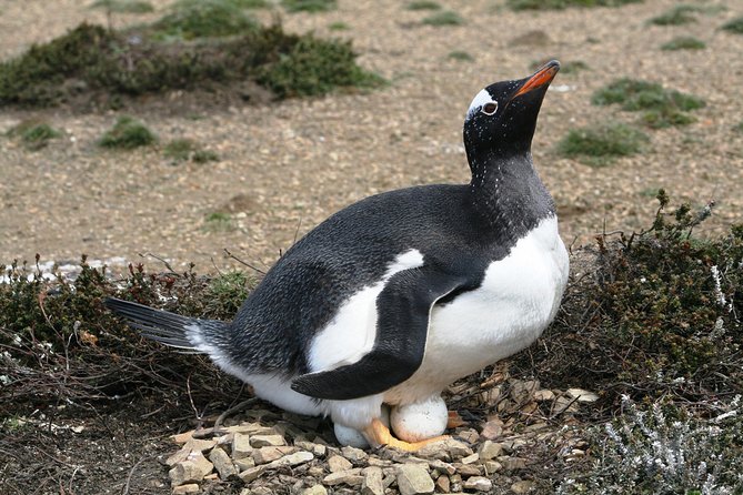Penguins, Elephant Seals and City Attractions at Falkland Islands - Encounter With Elephant Seals